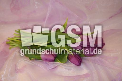 C-Tulpe-lila-14.jpg